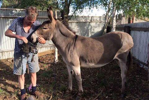 BACK I HIS CONFINES: Harry the donkey. Photo: FACEBOOK