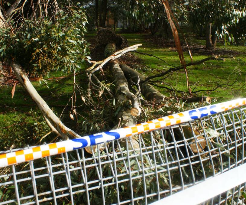 Powerful blow: This gum tree fell across power lines that run along Osman Street near Blayney High School late on Friday night. Photo: Mark Logan