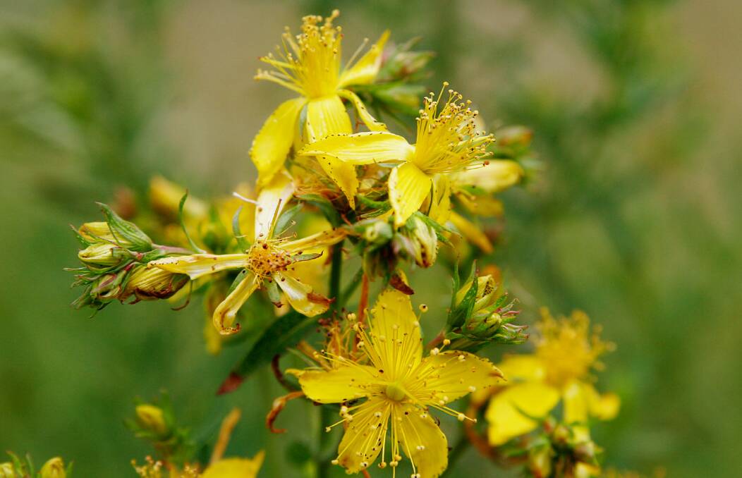 Taking Hold: St John's Wort is just one of the species that will be discussed during the poisonous plants workshop in Blayney.