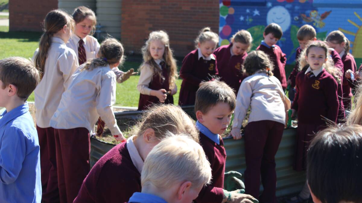 Getting stuck in: Students at St Joseph's prepared the vegetable garden for the spring/summer crops.