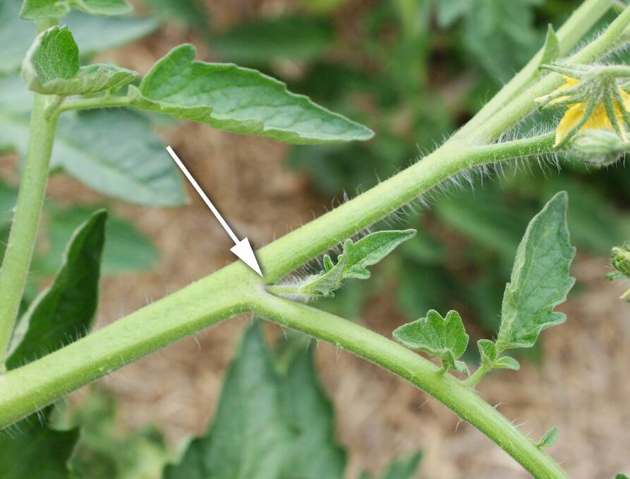 Just a pinch: To keep your tomatoes under control, pinch out the leaders that form at the node.