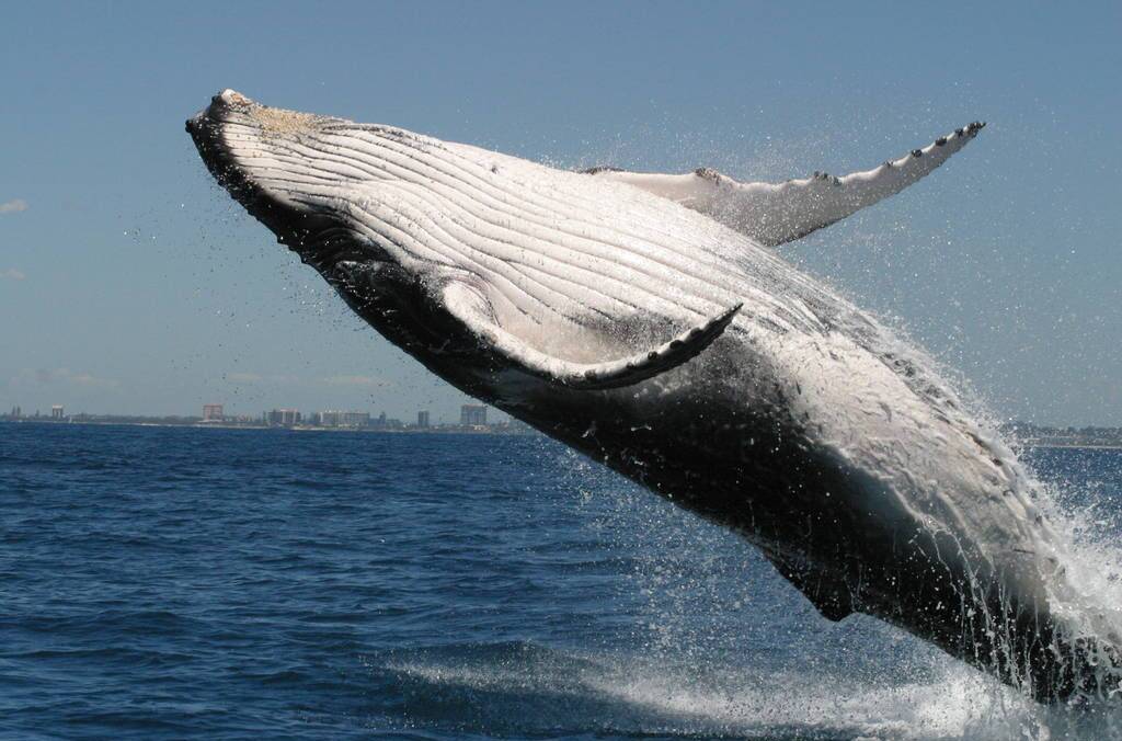 COOL WHALES: A humpback whale, perhaps doing a little remix of its own.