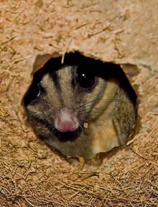 NESTING: Four of the five boxes designed for small native fauna such as sugar gliders (pictured) now have nests in the Pound Flat area. Photo: FILE