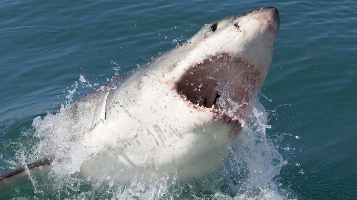 Maneater: NSW has seen a spike in shark attacks in 2015. Photo: istock