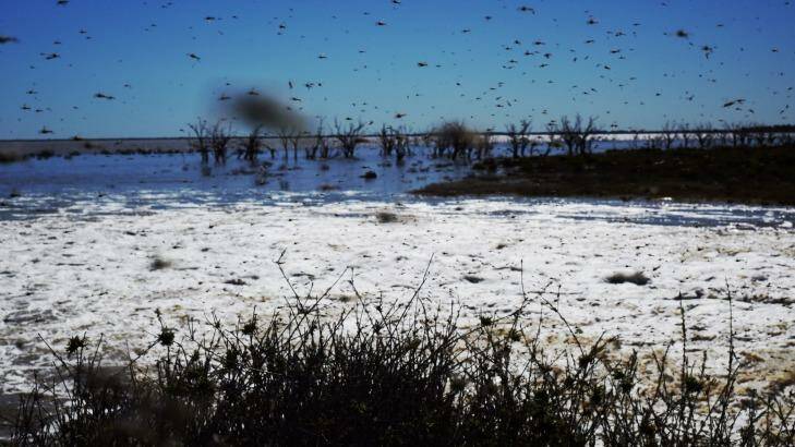 Millions of mosquitoes near the exploding waters flooding back into the Lake Menindee after record winter rains in western NSW.   Photo: Nick Moir