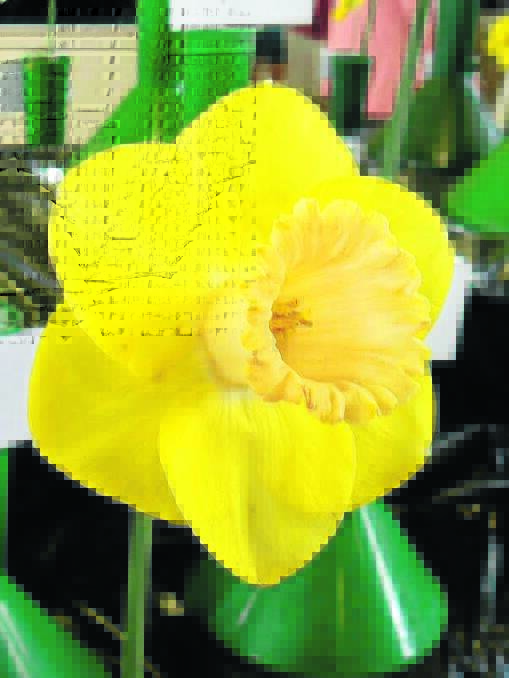 Daffodils will be on display in the Flower Show.