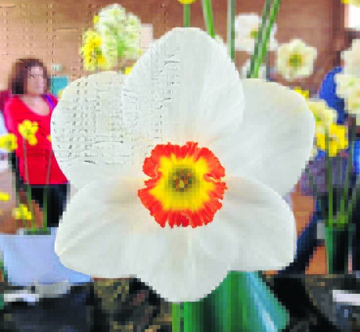 Local growers are urged to bring their flowers along to put on display.