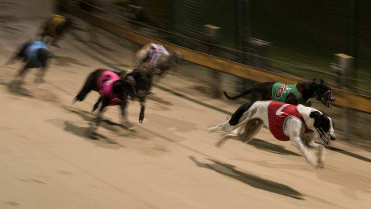 Greyhound Racing New South Wales has commissioned research to design tracks to minimise injuries to the dogs. Photo: Wolter Peeters