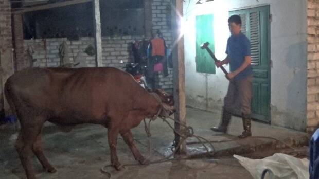 "SHAMEFUL": Animals Australia has included this photograph, taken inside a Vietnamese abattoir last month, in its complaint to the Department of Agriculture. Photo: ANIMAL AUSTRALIA