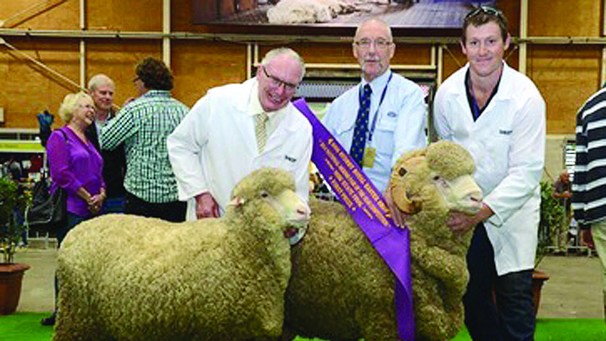 MUDGEE: Grathlyn Merino Stud took out top honours at the Sydney Royal Easter Show this week, walking away with seven grand champion and reserve grand champion ribbons in the merino and poll merino sections.