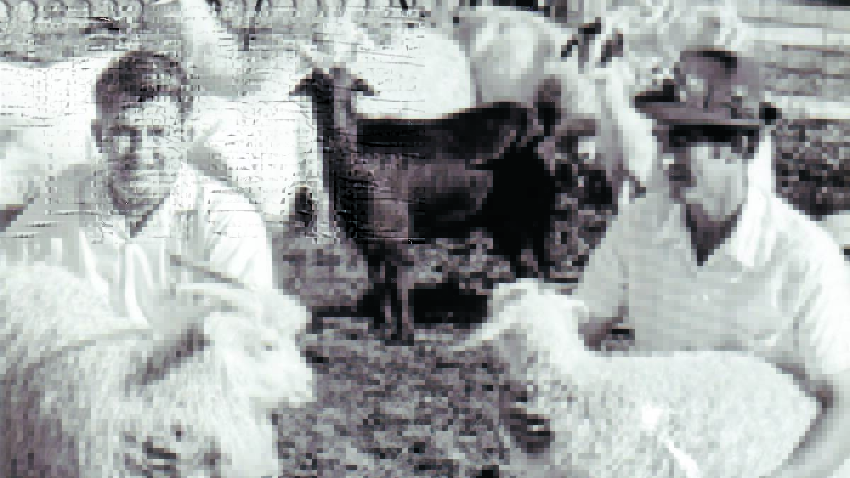 Cliff Westcott (left) and Jack Mulligan at `Honey Springs’ in 1971 with 
some of their Angora Goats. It was a joint venture breeding program that started with one pure bred Angora Goat combined with feral goats from the Harvey Ranges. 