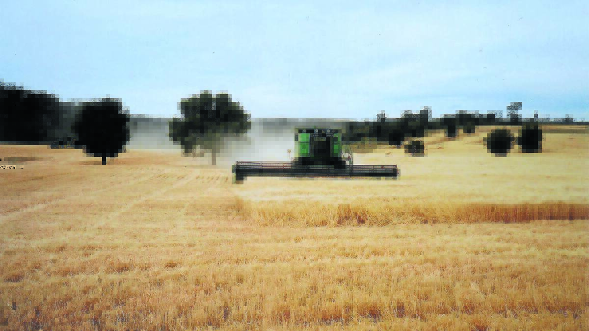 Harvest time at ‘Swansea’ in 2007.