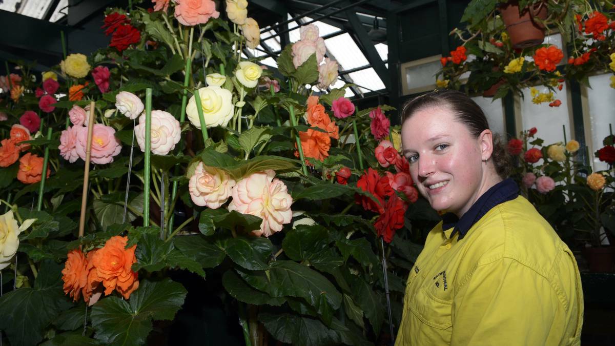 BATHURST: Bathurst Regional Council parks and gardens apprentice Georgia Sewell said this year's display of begonias is exceptional and has invited the public in to look at the exotic blooms. Photo PHILL MURRAY 04041