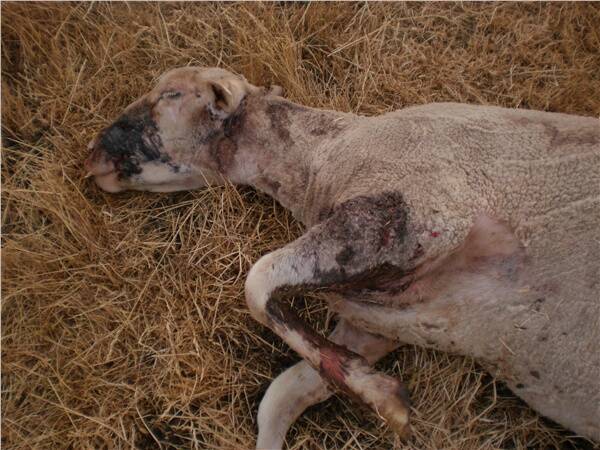One of the dead sheep Deirdre Molloy lost after the recent dog attacks in Mandurama.