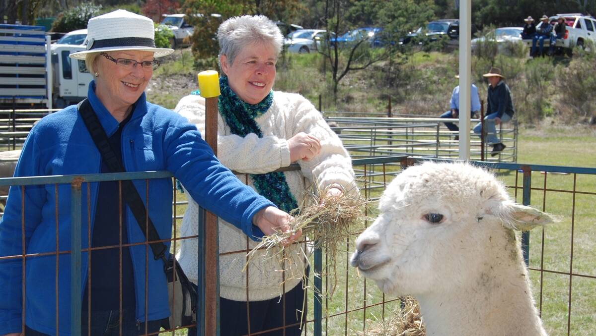 Agnes Fallow and Barb Smith are fascinated with one of the Alpacas being displayed at the Trunkey show. Photos: WAYNE COCK 