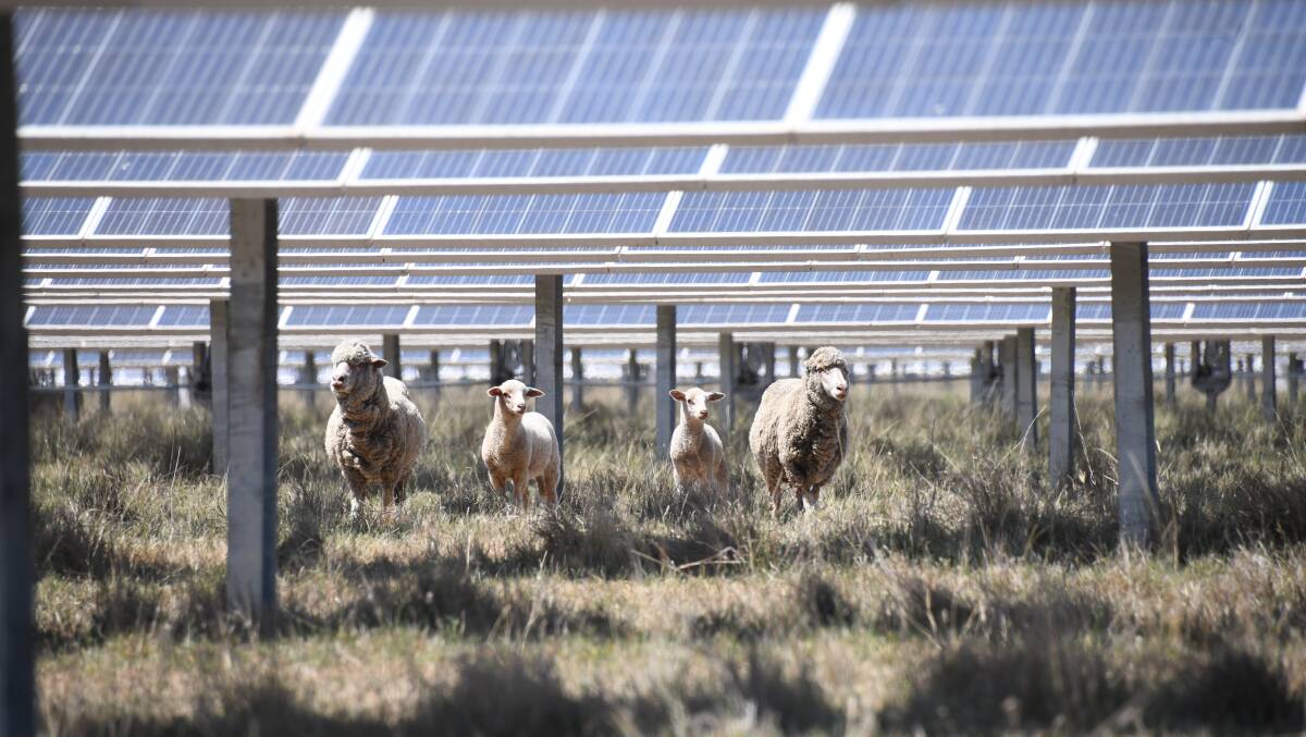 Sheep under solar panels at a solar farm in Dubbo. Picture by Amy McIntyre