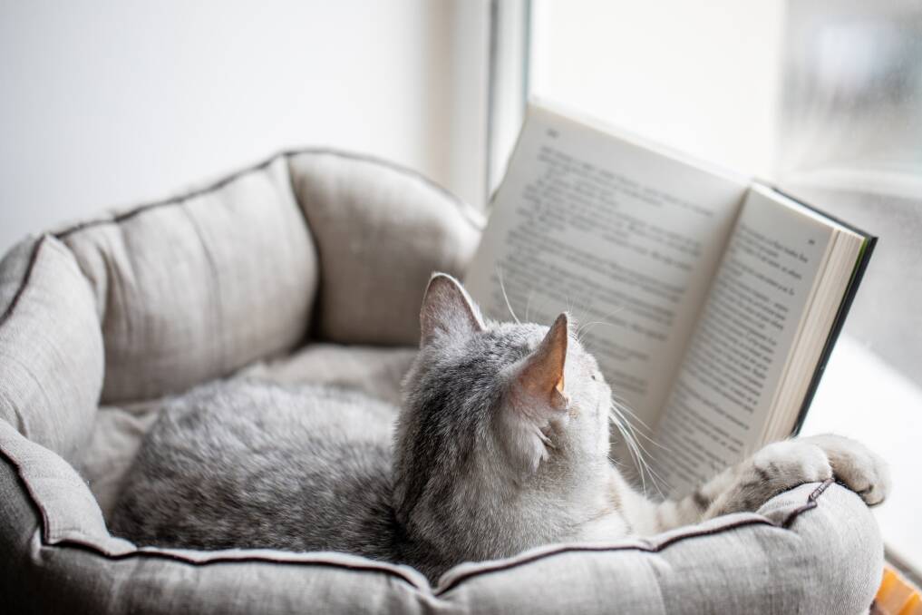 FELINE FICTION: There's a wonderful range of stories for cat lovers.