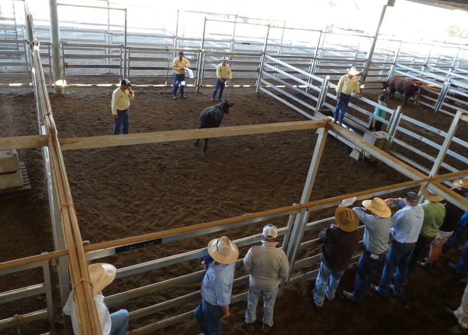 IN THE RING: The steer comes under close inspection by would-be bidders at Tuesday's sales at Carcoar’s Central Tablelands Livestock Exchange. Photo: CONTRIBUTED