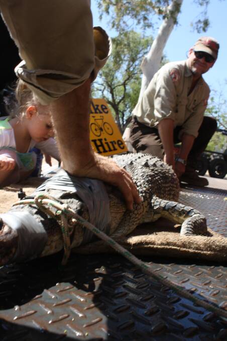 NT croc warning, another saltie caught