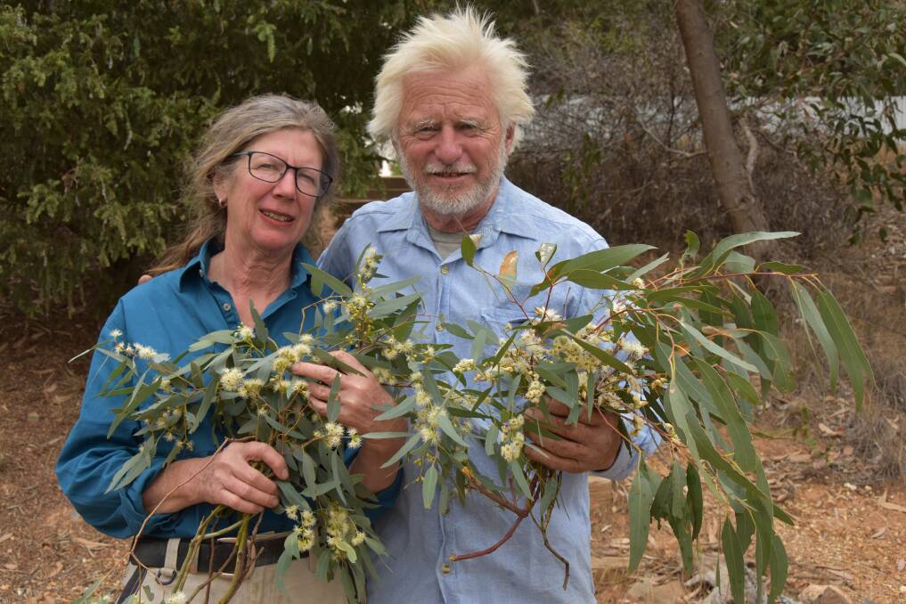 Jenny Douglas and Frank Malfroy hold yellow box and Blakley's redgum buds. They say the high altitude ranges of the Central West are experiencing an unusual season.