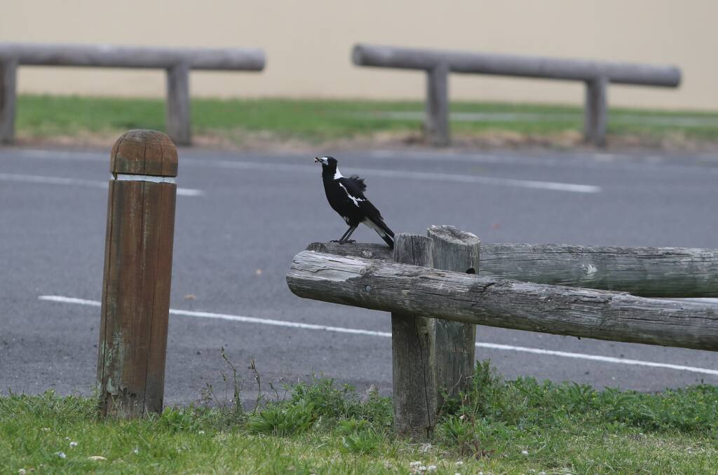 A magpie was seen on Monday swooping cyclists and protecting its territory and nest near Woonona Surf Life Saving Club. Picture: Robert Peet