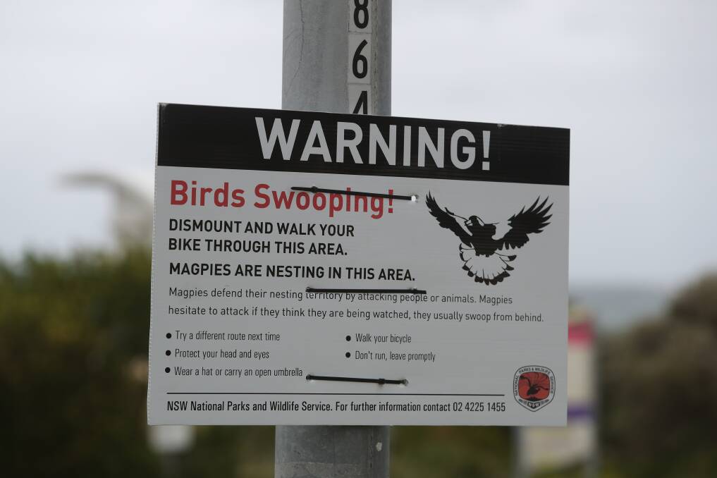 In early September, the council placed a sign advising people to take care around the Woonona Surf Lifesaving Club area as there were magpies nesting and swooping. Picture: Robert Peet

