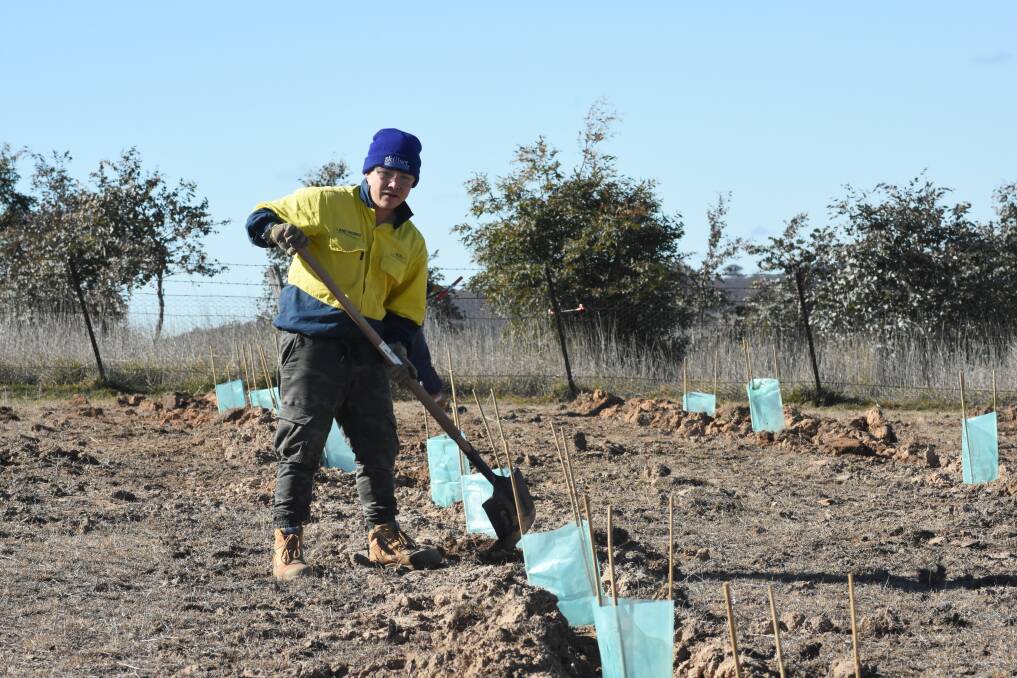 4,400 trees planted at gold mine site