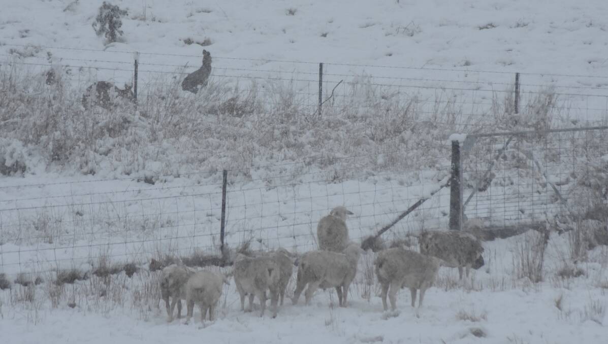 WEATHER WARNING: A sheep graziers alert has been issued for the central highlands.