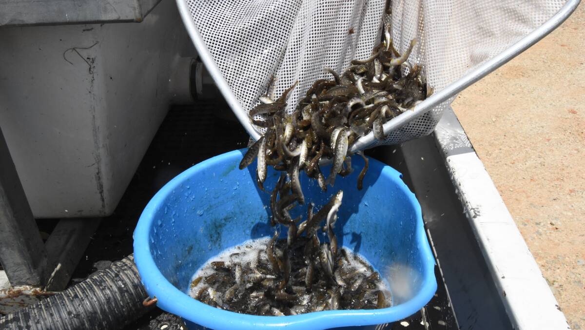 WRIGGLERS: Thousands of brown trout fingerlings were transferred from a tank to Carcoar dam on Wednesday. Photo: Mark Logan.