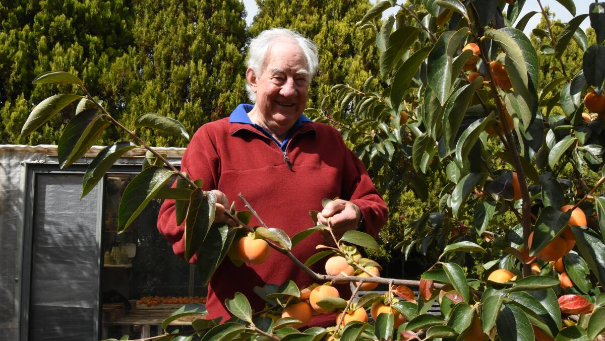 BIG CROP: Bill Burdett's Persimmon tree has given him its greatest crop ever. So much so that branches have broken off. Photo: Mark Logan.