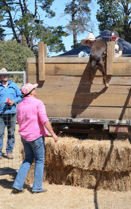 Up you go!: Michelle and Josh Dowsett coax the kelpie Jenny up into the back of the ute during the dog high jump competition. 