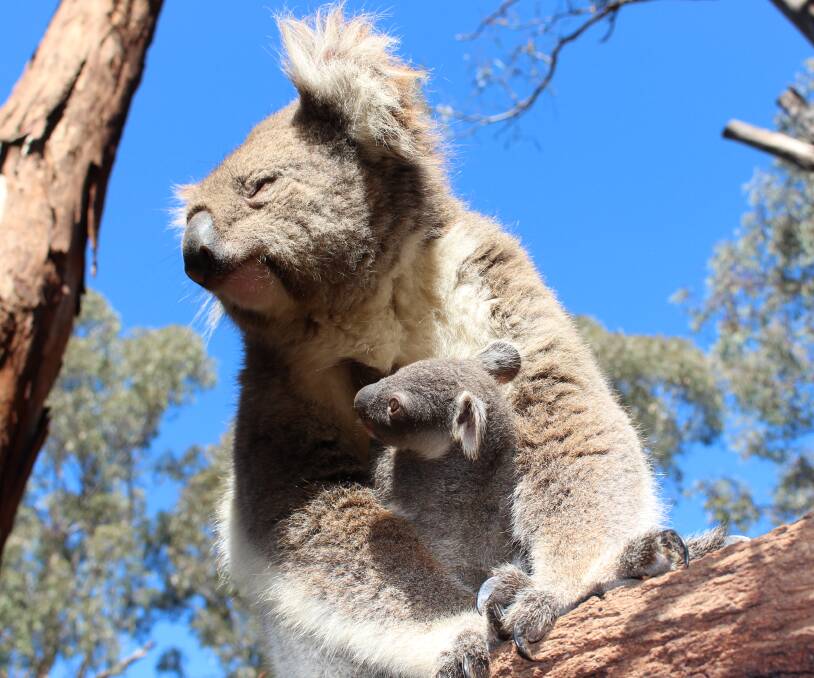 Bearing it: Koalas have been spotted in the Neville State Forest and researchers will be travelling throughout the forest looking for them. Photo: Contributed