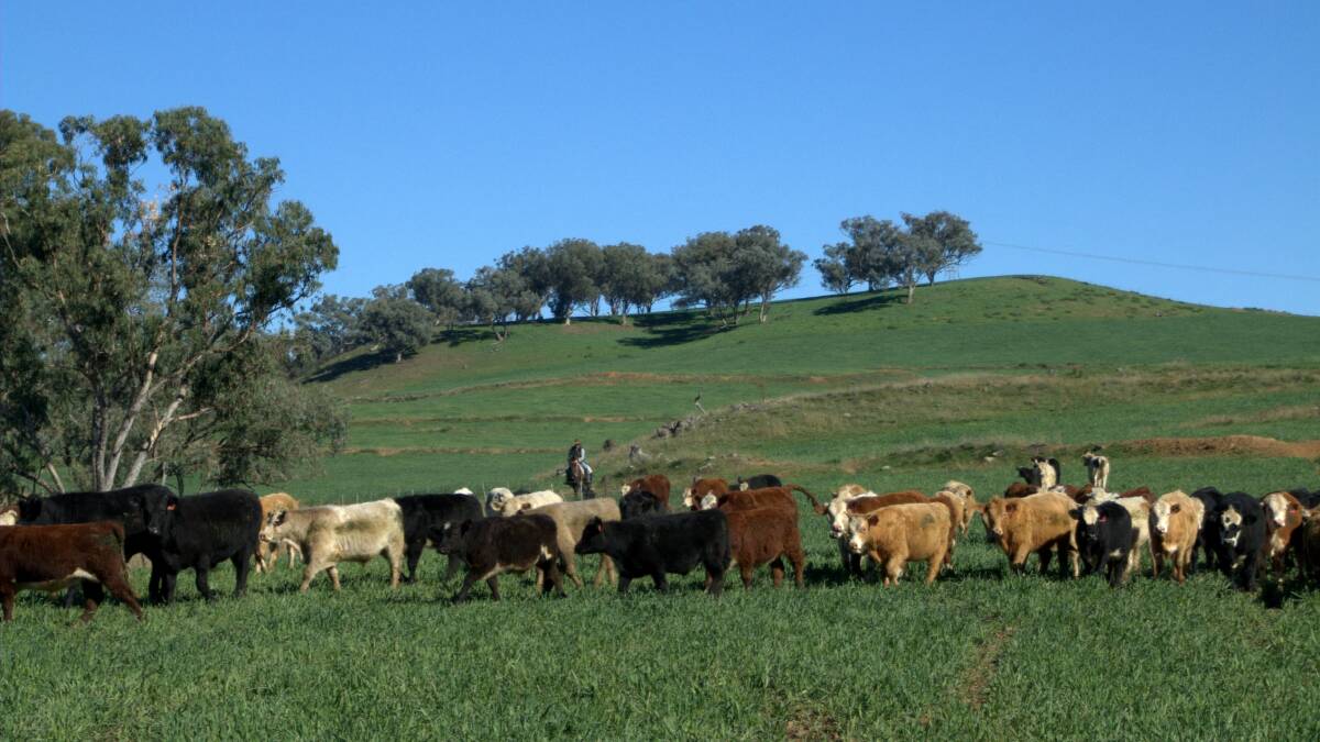 Beefing up production after the drought