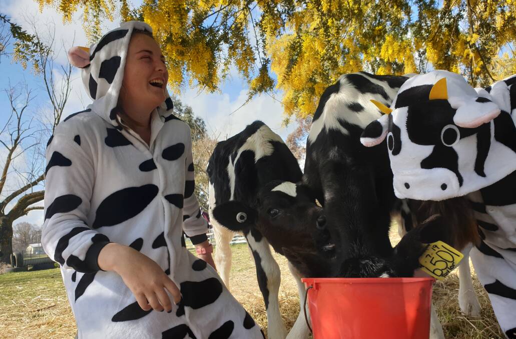 Cows create students' cheesy grins