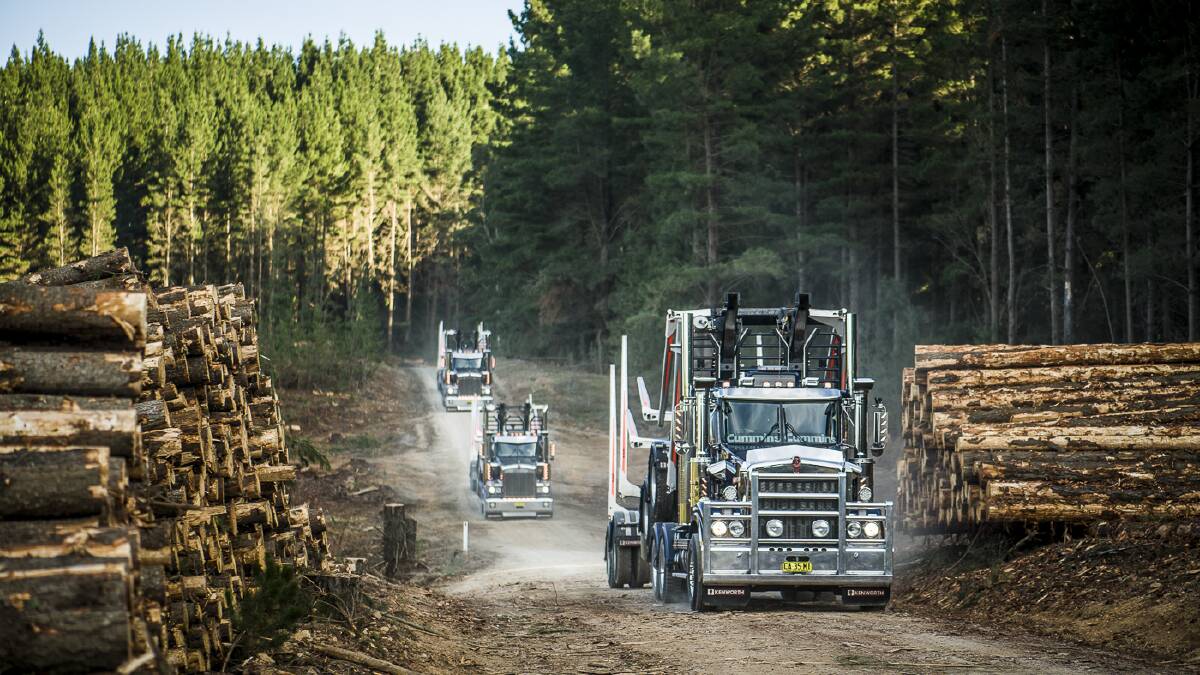 Pine scent to clear a passage for trucks as harvest begins