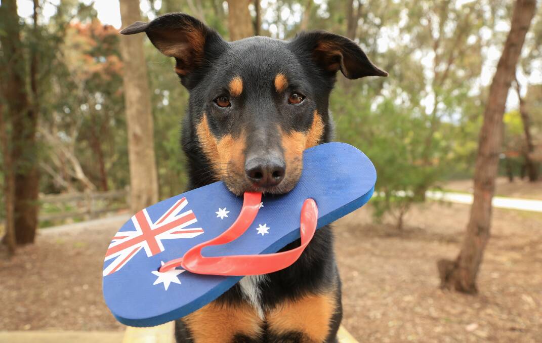 Celebration: Everyone should enjoy Australia Day as a time to come together as a nation.