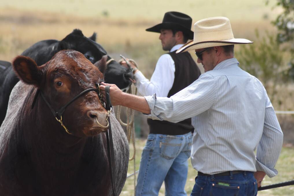 All class: With some of the top cattle in the area on show, judging who is the best of the best in a range of classes can be a difficult task. Photos: Mark Logan