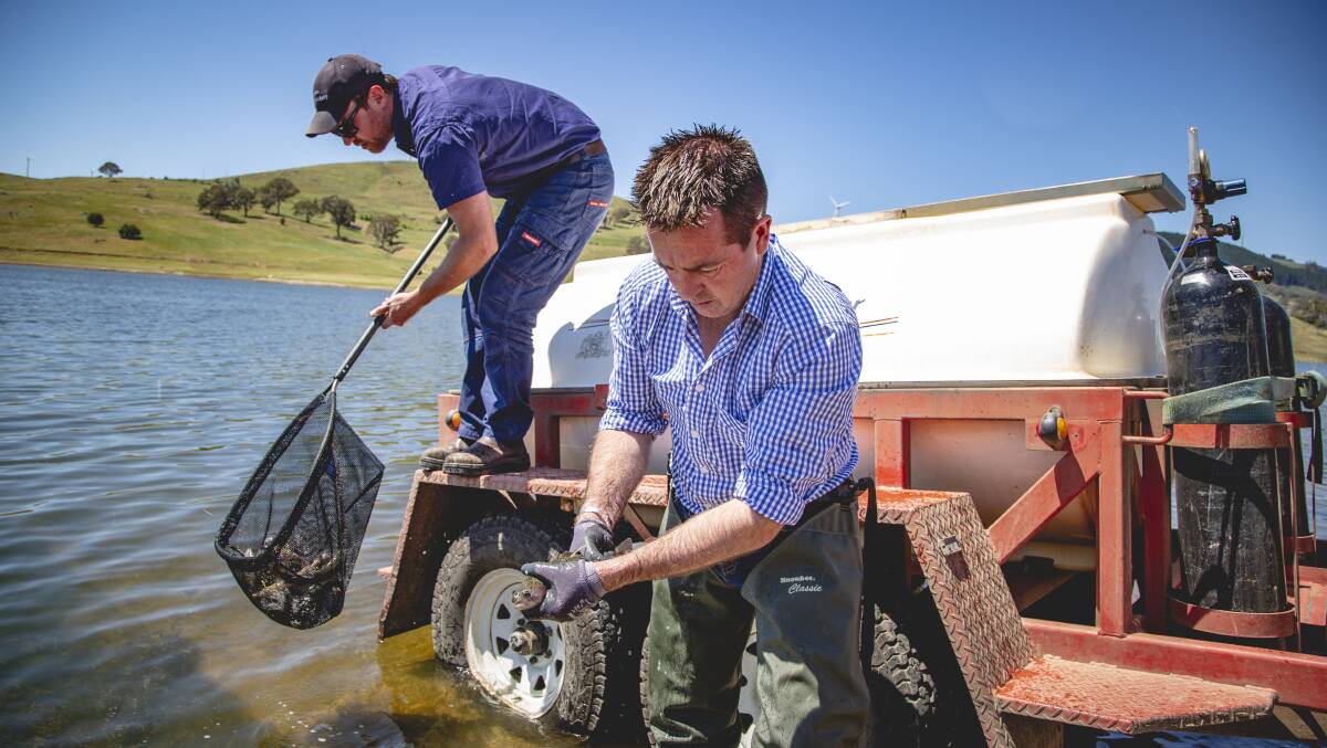 WHAT A CATCH: Bathurst MP Paul Toole at Carcoar Dam releasing one of the specially tagged rainbow trout. Photo: SUPPLIED.