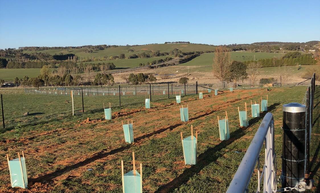TREES PLANTED: The trees planted this week by Regis Resources. Photo: SUPPLIED