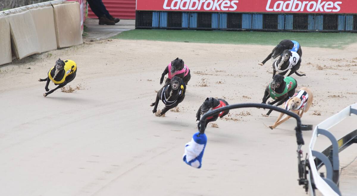 IN PURSUIT: Rainmaker Elle (centre) leads the field into the home straight at Kennerson Park. Photo: CHRIS SEABROOK