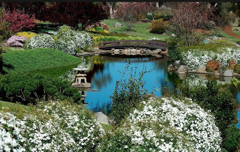 Stunning floral displays of spring at Cowra Japanese Garden.