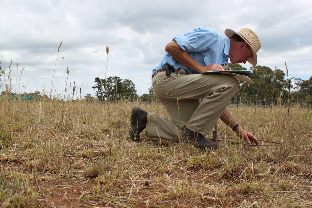 Dougal Pottie, NSW DPI, doing a botanal, visual estimation method for measuring pasture composition. Photo: CONTRIBUTED
