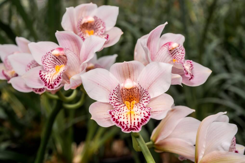 Cymbidium orchids are one of the easiest to grow. Picture: Shutterstock.