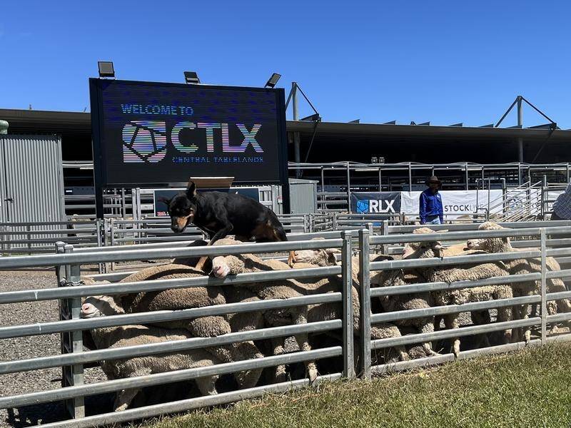 Kelpie Arthur was put through his paces at the Working Dog Challenge in Carcoar, NSW. (STEPHANIE GARDINER)