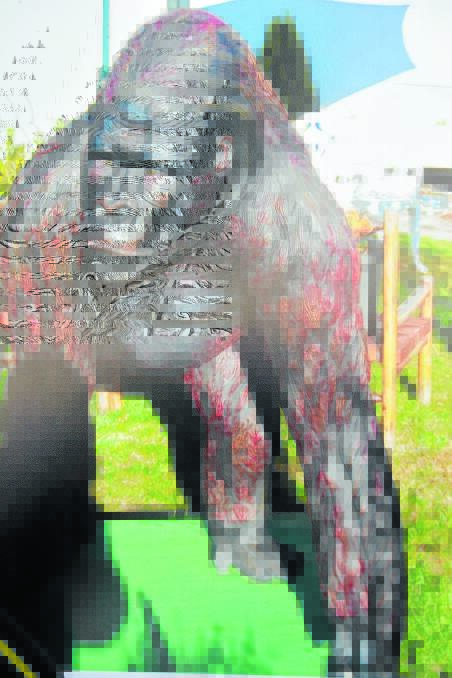 The gorilla before it was stolen and torn to pieces.