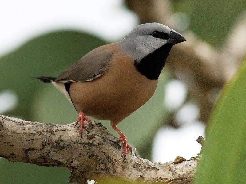 Adani's plans to protect the endangered black-throated finch were deemed inadequate.