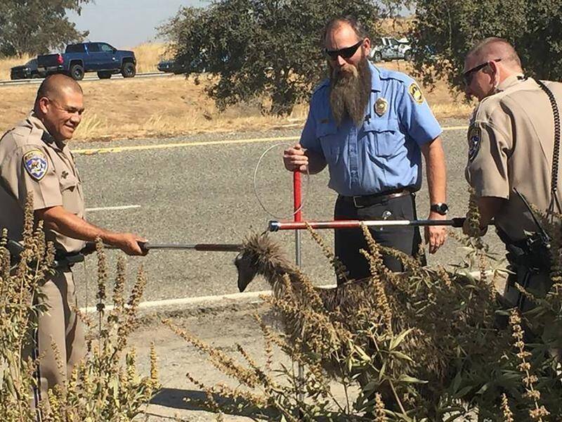 California highway patrol officers capture a fugitive emu.