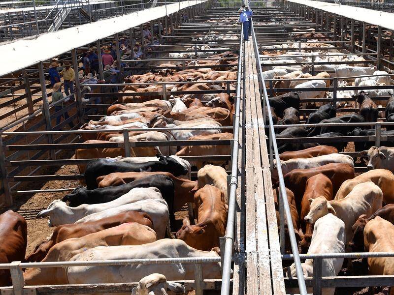 Limited cattle supplies are one of the challenges facing the beef industry in 2021, Rabobank says.