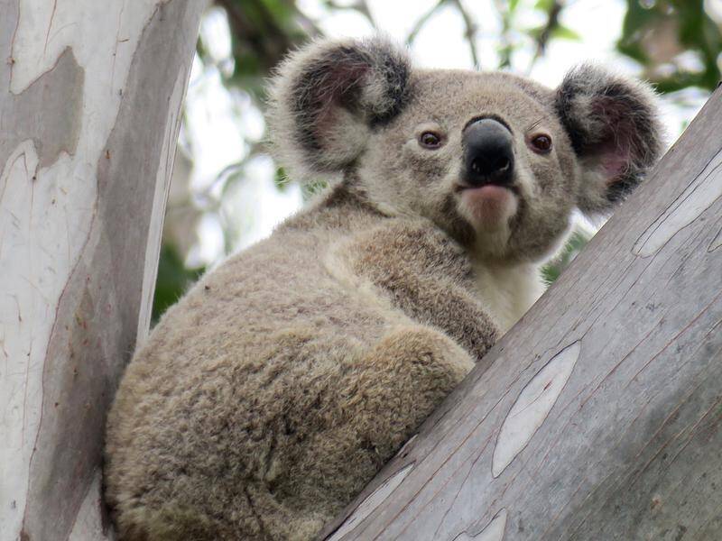 Chlamydia has been virtually eliminated among koalas at Belmont Hills Reserve.