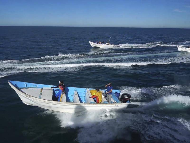 Fishermen in small boats chase a Sea Shepherd vessel as it tries to protect vaquita porpoises.